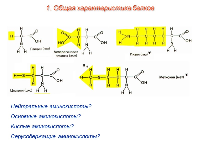 Нейтральные аминокислоты? Основные аминокислоты? Кислые аминокислоты? Серусодержащие аминокислоты? 1. Общая характеристика белков